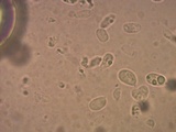 Mycena leptocephala image