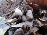 Mycena leptocephala image