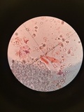 Mycena leptocephala image