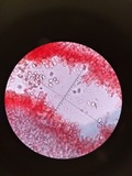 Mycena leptocephala image