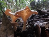 Clitocybula dusenii image