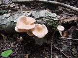 Clitocybula dusenii image