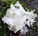 Tremella fuciformis image