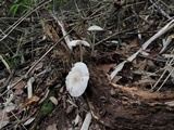 Mycena galericulata image