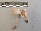 Mycena galericulata image