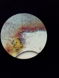 Mycena galericulata image