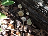 Mycena galericulata image