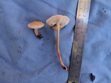 Mycena galericulata image