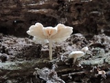 Marasmiellus alliiodorus image