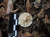 Marasmiellus alliiodorus image