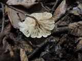 Marasmiellus alliiodorus image