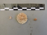 Marasmiellus alliiodorus image