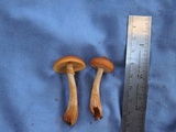 Galerina patagonica image