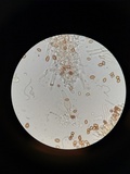 Galerina patagonica image
