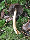 Psathyrella piluliformis image