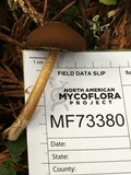 Psathyrella piluliformis image
