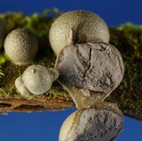 Lycogala epidendrum image
