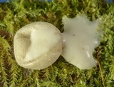Lycogala epidendrum image