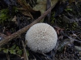 Lycoperdon curtisii image