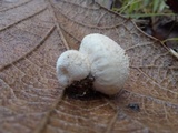 Lycoperdon curtisii image