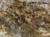 Caloplaca lactea image