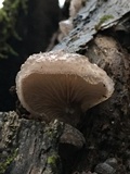 Hohenbuehelia mastrucata image