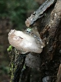 Hohenbuehelia mastrucata image