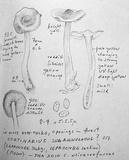 Cortinarius olivaceofuscus image