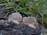 Trichaptum abietinum image