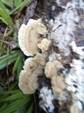 Trichaptum abietinum image