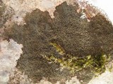 Verrucaria nigrescens f. nigrescens image