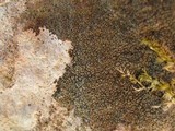 Verrucaria nigrescens f. nigrescens image