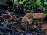 Trichaptum sector image