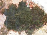 Verrucaria nigrescens f. nigrescens image