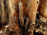 Xylaria poitei image