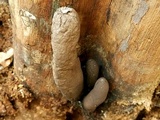 Xylaria poitei image