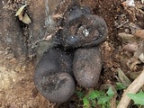 Xylaria poitei image