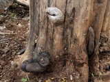 Xylaria poitei image