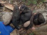 Xylaria poitei image
