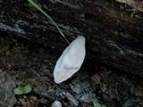 Xylaria poitei image
