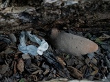 Xylaria poitei image