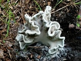 Xylaria poitei image
