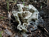 Xylaria poitei image