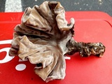 Xylaria poitei image