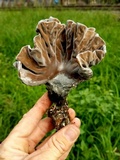 Xylaria poitei image