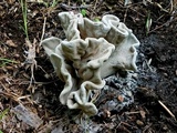 Xylaria poitei image