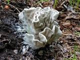 Xylaria poitei image