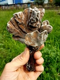 Xylaria poitei image