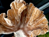 Xylaria poitei image