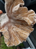 Xylaria poitei image